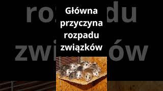 Główna przyczyna rozpadu związków shorts [upl. by Rehsa]