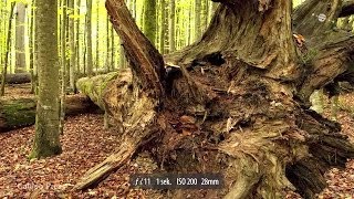 Landschaftsfotografie im Wald  Blende 8  Folge 110 [upl. by Salokkin]