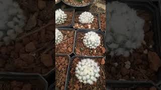 mammillaria bocasana splendensmamillaria apoco no son un encanto [upl. by Grier]