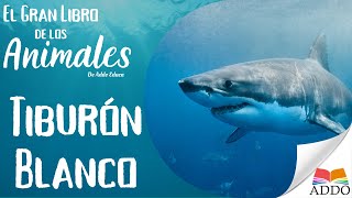 APRENDER sobre EL TIBURON BLANCO para NIÑOS Y NIÑAS [upl. by Ensign629]