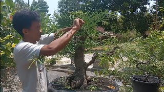 Wiring Bonsai Asem Jawa [upl. by Rubinstein]