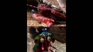 Pistol Shrimp vs Mantis Shrimp shorts [upl. by Llenor539]