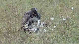 MARTIAL eagle eating a stork [upl. by Nwahsyar143]