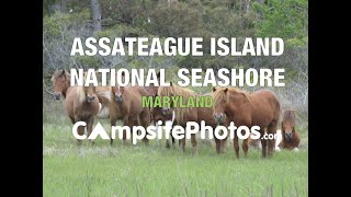 Assateague Island National Seashore [upl. by Maje168]