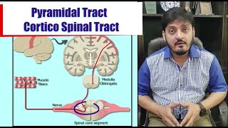 Descending Tracts Spinal Cord  Pyramidal ExtraPyramidal  Muhammad Kamran Ameer [upl. by Mapel]