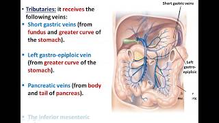 Anatomy of the Portal Circulation  Dr Ahmed Farid [upl. by Pettifer]