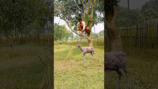 deer catching real my village funny video youtubeshorts shorts animal jungle deer [upl. by Neirda382]