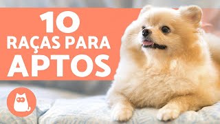 10 CACHORROS PARA APARTAMENTO raças  características [upl. by Graeme]