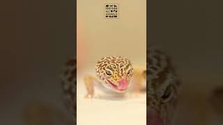 Feeding Frenzy Leopard Geckos Best Pet Reptile Moments on Camera [upl. by Morel]