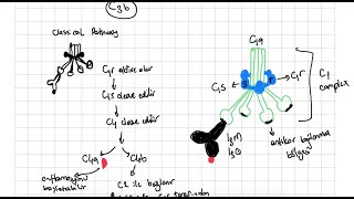 Kompliman Sistemi Complement System Classical amp Lectin Pathway [upl. by Onateag]