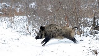 The Shooting Show  German wild boar woodcock and rimfire coots [upl. by Eatnad]