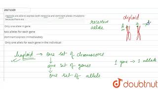 Haploids are able to express both recessive and dominant alllels mutations because there are [upl. by Anilat]