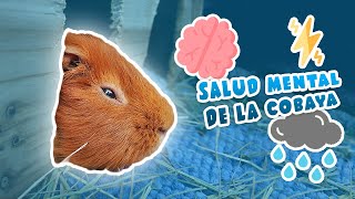 🧠 ESTRÉS ANSIEDAD y DEPRESIÓN en COBAYAS  CUYOS  CUYES 🐹 Salud mental y su importancia [upl. by Katherin]