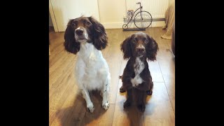 Introduction to Spaniel Training Diaries [upl. by Nosyk]