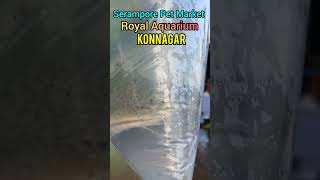 15 inch red tail catfish price update seramporepetmarket bangla fish aquarium viralshort [upl. by Nirmak]