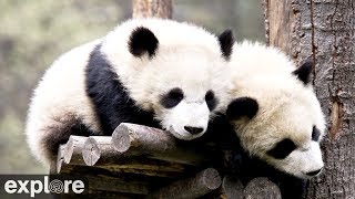 Saving The Endangered Giant Panda  Panda Nursery  Real Wild [upl. by Derr]