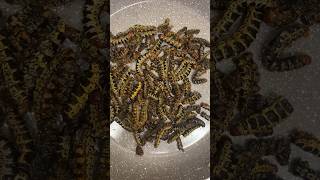 Cooking Mopane WORMS africanfood easyrecipe cooking [upl. by Aitas]