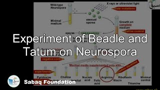 Experiment of Beadle and Tatum on Neurospora Biology Lecture  Sabaqpk [upl. by Chrotoem]