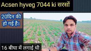 sarso Acsen hyveg AHBJ 7044 सरसों की शानदार फसल।20 दिन की है [upl. by Amandi]