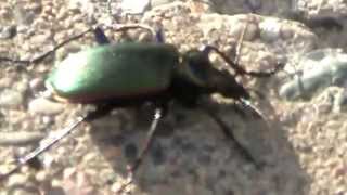 Calosoma Scrutator quotCaterpillar Hunter Beetlequot Grand Haven Michigan [upl. by Ecnarf]