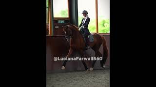 music song remix horses pferd equestrian horseriding shortsfeed [upl. by Asoral]