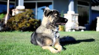 Beautiful Dog  Shetland Sheepdog Siberian Husky cross [upl. by Aramoix98]