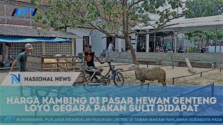 HARGA KAMBING DI PASAR HEWAN GENTENG LOYO GEGARA PAKAN SULIT DIDAPAT [upl. by Mulac]