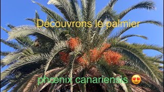 A la découverte du phoenix des Canaries [upl. by Cyprian15]