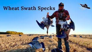 My First Specklebelly Goose Hunt [upl. by Dex]