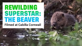 Beaver reintroduction for rewilding  Filmed at Cabilla Cornwall [upl. by Borer777]