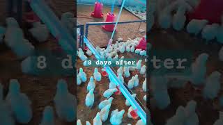 8 days after poultry farming birds chickenfarming chickenbusiness chickenfarmingbusiness [upl. by Raskin]