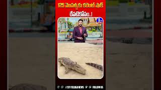 125 మొసళ్ళకు కరెంట్ షాక్ రేపటికోసం  1tvnews  ytshorts ytstudio  ytshortsviral  crocodiles [upl. by Adni273]