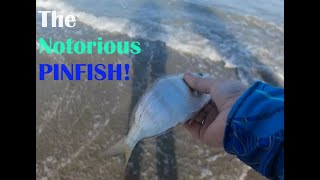 Surf fishing Kure Beach NC [upl. by Wartow685]