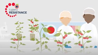 Does rootstock choice affect ToBRFV resistance [upl. by Siwel]