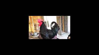 Black Australorp Chickens 🐓 shorts rooster chicken [upl. by Aissela]