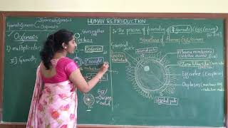 Human Reproduction  Oogenesis  Structure of ovum [upl. by Gierc761]