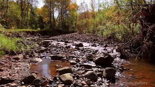 Chants dOiseaux et Paisible Ruisseau pour LIBÉRER lESPRIT du Stress LÂCHER PRISE et se DÉTENDRE [upl. by Dawna]