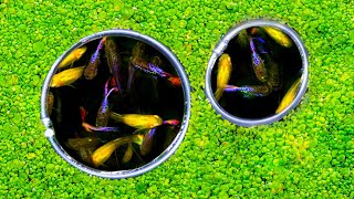 Easy DIY Fish Portals for Guppy Pond [upl. by Maltzman]