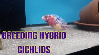 Breeding hybrid Peacock cichlids [upl. by Gabi]