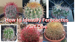 How to Identify Ferocactus Species Part One [upl. by Attenborough653]