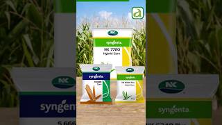 Best Maize Seeds Varieties For Andhra Pradesh  Find the Right One for You Dekalb syngenta [upl. by Oiram103]