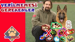 KÖPEKLER İÇİN ZARARLI YİYECEKLER  KÖPEKLERE VERİLEMEMESİ GEREKEN BESİNLER  KÖPEK BESLENMESİ [upl. by Yrrol]