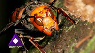 EL PELIGROSO ATAQUE DEL AVISPÓN GIGANTE ASIÁTICO amenaza mundial [upl. by Hiroko]