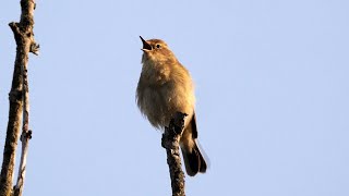 Chiffchaff Singing 4K [upl. by Ahterahs]