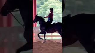 This horses talent horse saddlebred [upl. by Eustatius]