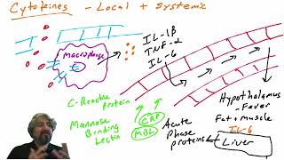 Cytokines and their systemic effects [upl. by Alamac]