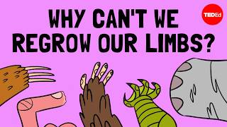 How do animals regrow their limbs And why cant humans do it  Jessica Whited [upl. by Odirfliw]