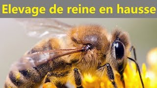 Hors série Elevage de reine dans une hausse Apiculture 2021 [upl. by Groh]