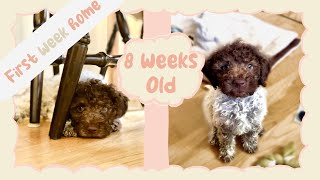 Lagotto puppys first week home 8 weeks old [upl. by Landon]