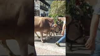 Almabtrieb im Zillertal  Mayrhofen Österreich 🇦🇹 30092023 🐄🐄🍀🐄🐄 shorts [upl. by Bois]